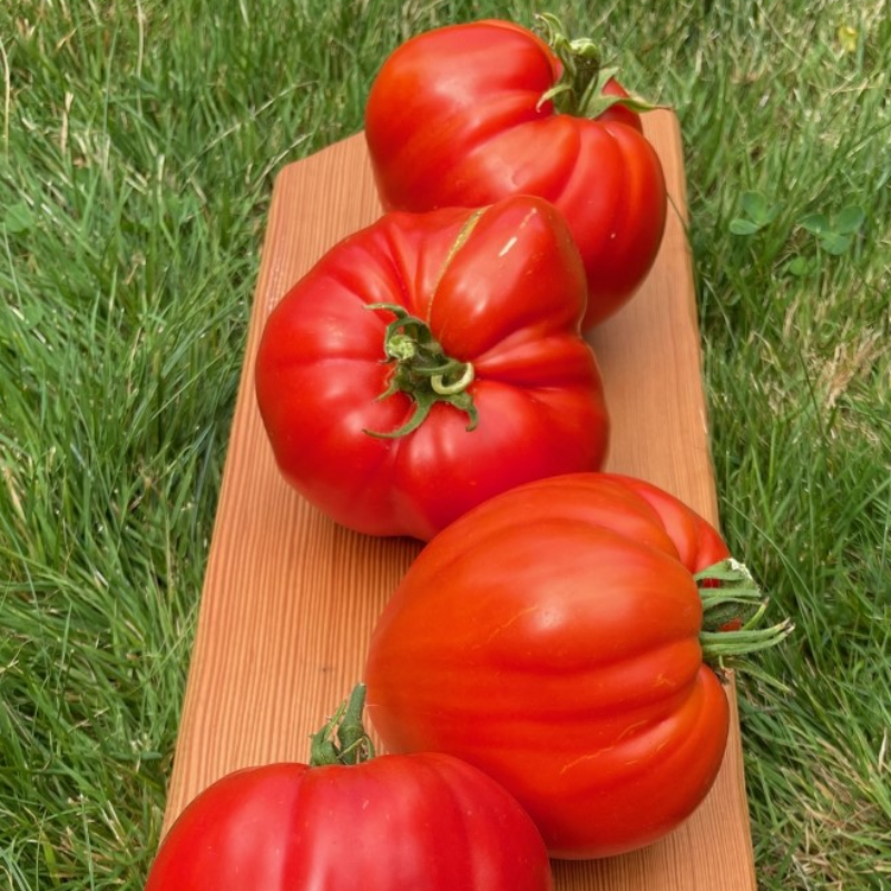 Miss Scarlet in the Kitchen with the Knife Tomato Main Image